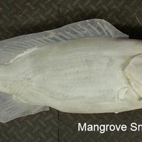 Mangrove Snapper 1 -- 29 1/2 x 19 1/2