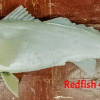 Redfish 46 -- 36 x 20 3/4