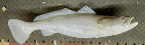 Speckled Trout 44 -- 30 x 16