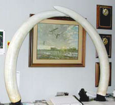 Elephant Tusk 1 FIBERGLASS