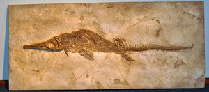 Ichythosaur