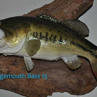Largemouth Bass 15 -- 20 1/2 x 15 1/4