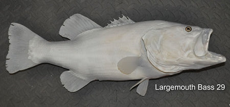 Largemouth Bass 29 -- 23 1/2 x 16 1/2