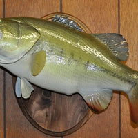 Largemouth Bass 4 -- 21 x 16