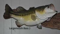 Largemouth Bass 7 -- 25 1/2 x 20
