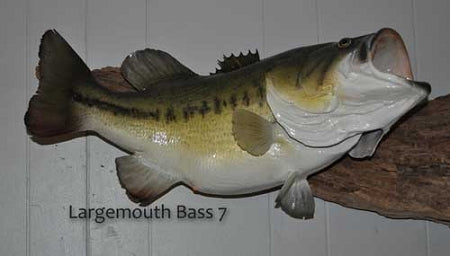 Largemouth Bass 7 -- 25 1/2 x 20