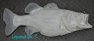 Largemouth Bass 17 -- 21 1/2 x 17 3/4