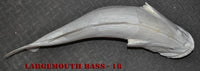 Largemouth Bass 18 -- 24 x 16 1/2