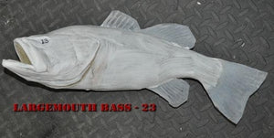 Largemouth Bass 23 -- 20 x 13 1/4