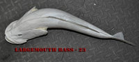 Largemouth Bass 23 -- 20 x 13 1/4
