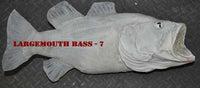 Largemouth Bass 7 -- 25 1/2 x 20