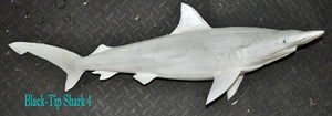 Black Tip Shark 4 -- 31 x 12 1/2