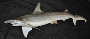 Bonnethead Shark 4 -- 41 x 14 1/4