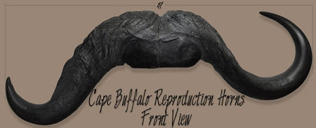 Cape Buffalo Horns -- 49