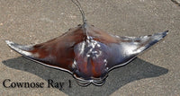 Cownose Ray 1 -- 22w x 15long
