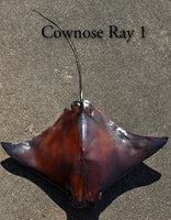 Cownose Ray 1 -- 22w x 15long
