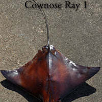 Cownose Ray 1 -- 22w x 15long