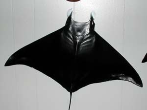 Devil Ray 1 -- 15 1/2 x 25 1/4 | Lonestartaxidermy.com