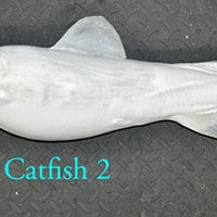 Flathead Catfish 2 -- 28 x 16