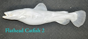 Flathead Catfish 2 -- 28 x 16