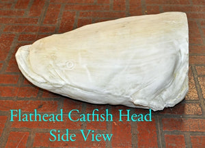 Flathead Catfish Head