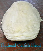 Flathead Catfish Head
