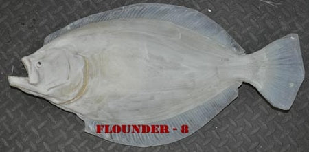 Flounder 8 -- 25 1/2 x 31 1/2