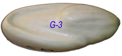 G-3