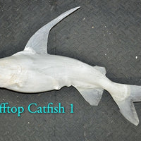 Gafftop Catfish 1 -- 26 x 15 1/2