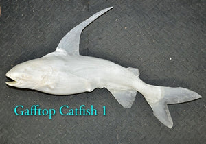 Gafftop Catfish 1 -- 26 x 15 1/2