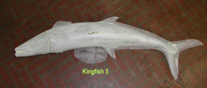 Kingfish 5 -- 43 x 15 3/4