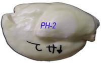 PH-2 Pheasant Body -- 7 1/2 x 12