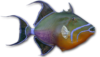 Queen Triggerfish 5 -- 22 x 19 1/2
