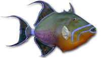 Queen Triggerfish 5 -- 22 x 19 1/2