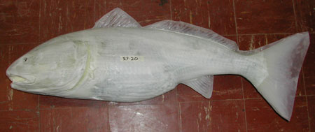 Redfish 20 -- 37 x 25