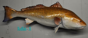 Redfish 31 -- 41 x 23