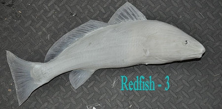 Redfish 3 -- 21 x 13 | Lonestartaxidermy.com