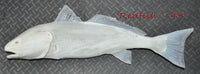 Redfish 43 -- 29 1/2 x 15
