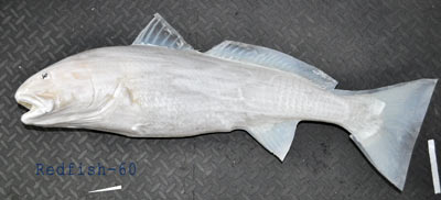 Redfish 60 -- 32 1/2 x 19 | Lonestartaxidermy.com