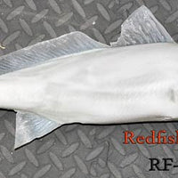 Redfish 7 -- 20 1/2 x 10