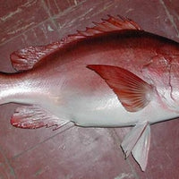 Red Snapper 2 -- 24 1/2 x 19 1/2