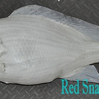 Red Snapper 3 -- 29 x 22 1/2