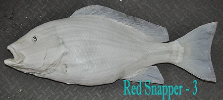 Red Snapper 3 -- 29 x 22 1/2