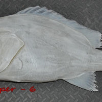 Red Snapper 6 -- 33 x 26