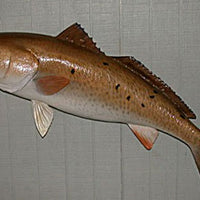 Redfish 42 -- 41 x 24