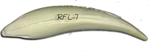 RFL-31 -- 16 3/4 x 11 1/2