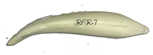 RFR-7 -- 21 3/4 x 14 3/4