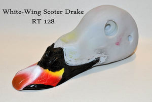 RT128 White Wing Scoter Drake Head