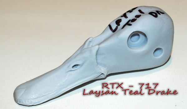 RTX717 Laysan Teal Drake Head