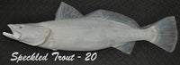Speckled Trout 20 -- 30 x 16
